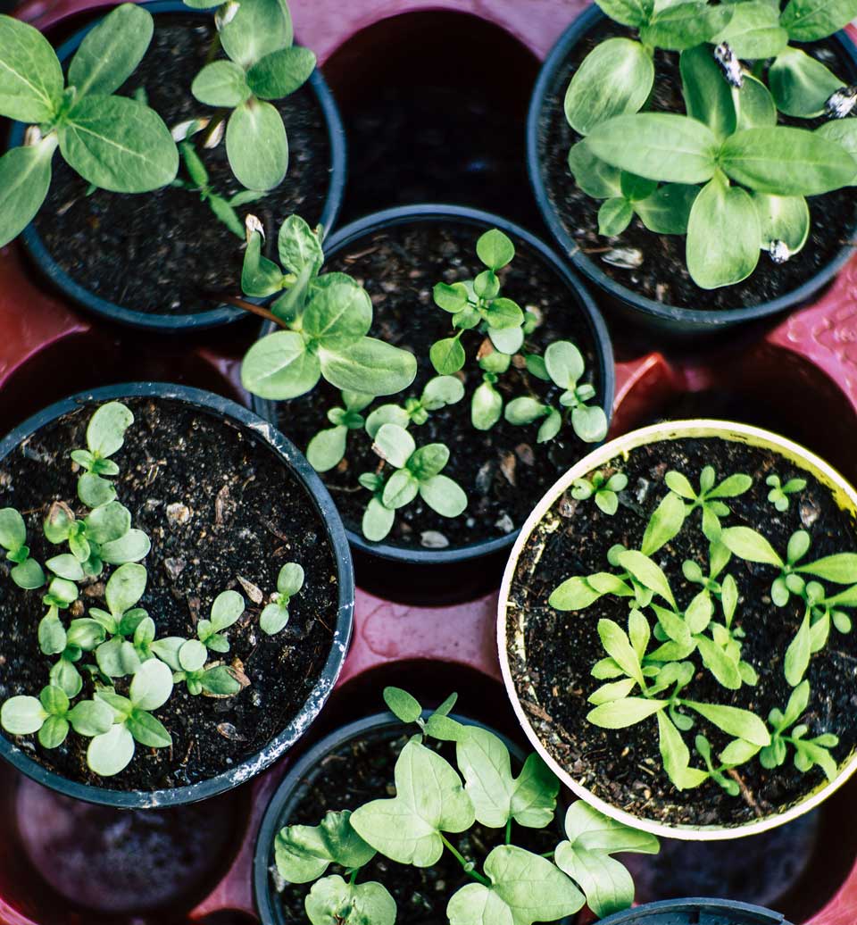 Plants in pots