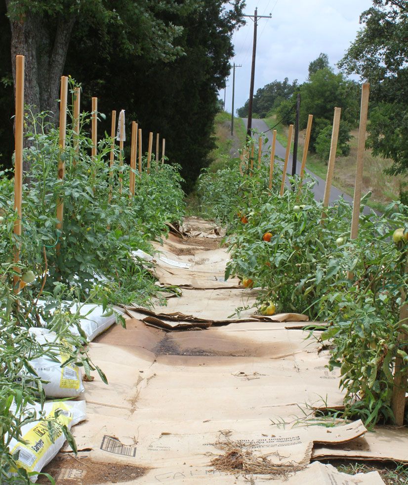 Cardboard compost in the garden