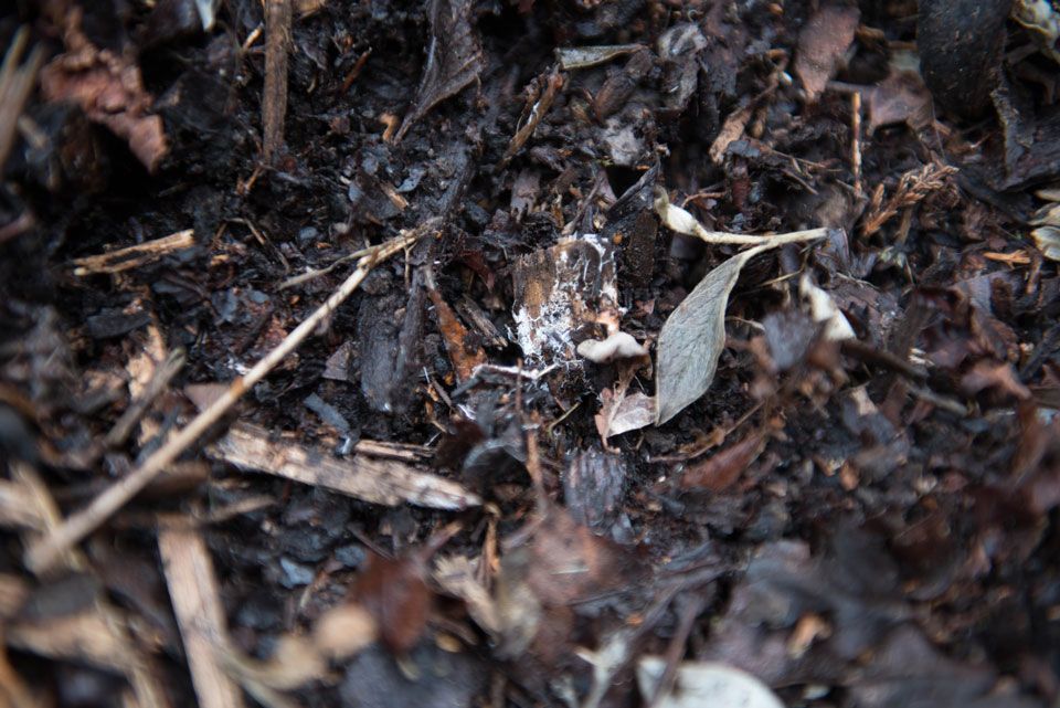 Carbon compost leaves