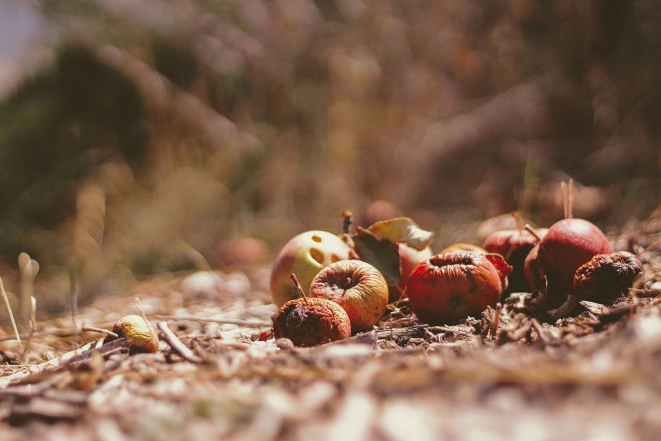 Dried fruits compost