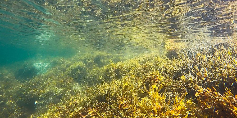 Algae under water