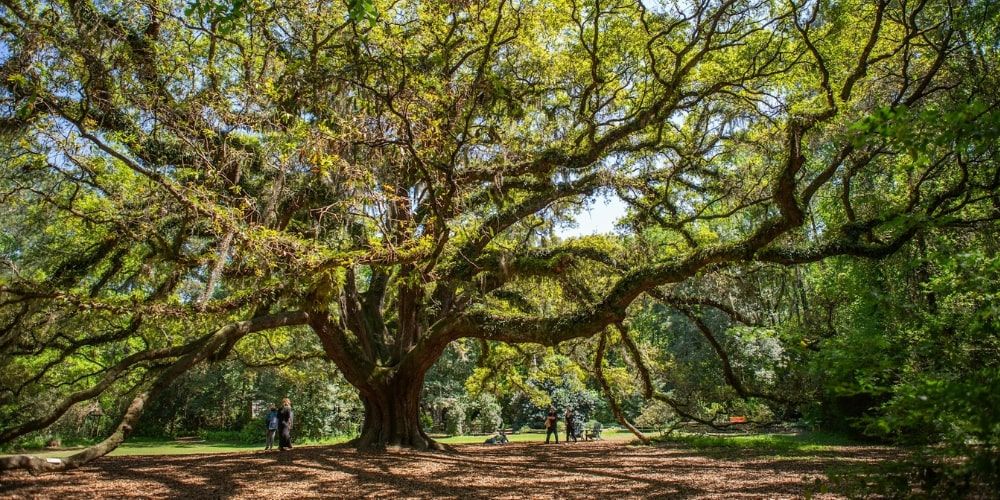 Tallahassee forest